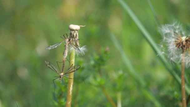 Комахи Tipula Або Marsh Crane Fly Tipula Oleracea Паруються Стеблі — стокове відео