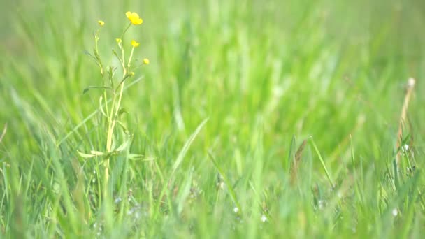 Jaskra Kwiat Kwiecie Rozmyte Tło Nieostre Środowisko Naturalne Ranunculus Repens — Wideo stockowe