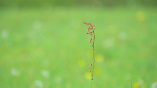 Rumex Acetosella Allergens Plants Деталь Рослин Квіткою Розмите Тло Фокусом — стокове відео