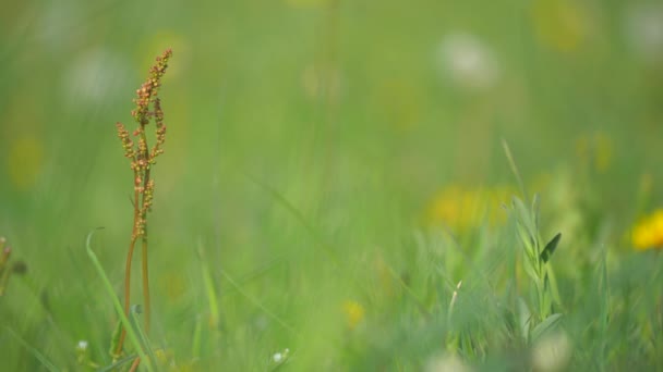 Mladý Šťavel Obecný Nebo Rumex Acetosa Šťavel Zahradní Nebo Rozkvetlý — Stock video