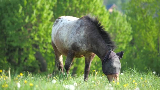 Le poney gris paît dans un masque de mouche. Masque de protection contre les mouches pour chevaux protège de manière optimale le cheval contre les insectes 
