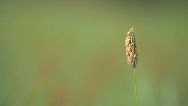 Tige Herbe Simple Avec Polen Herbe Florissante Dans Les Pâturages — Video