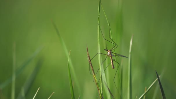 クレーンフライカップルは草の茎にセックスをしている 夏にヨーロッパの大型クレーンフライ ティプラ最大 — ストック動画