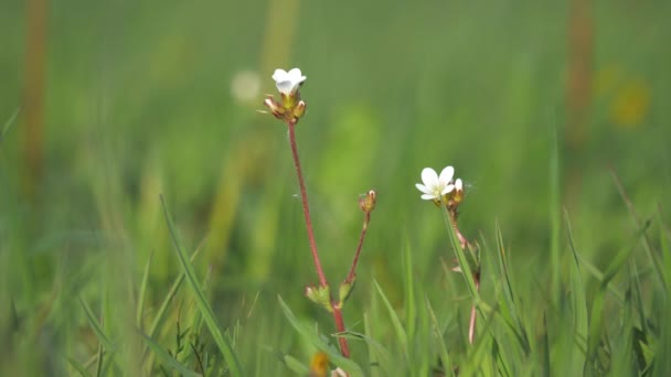 Spring Meadow Selective Focus White Flowers Meadow Flowers Green Background — Stock Video