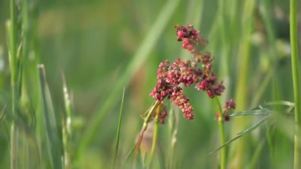 Flower Rumex Bloeiende Weide Zuurkruidzuring — Stockvideo