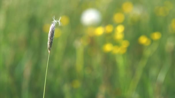 1本の草が花に咲く 牧草地の草のスパイクだけで夜に成長した ハーモニー シード — ストック動画