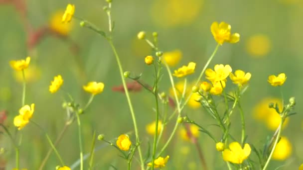 Flores Suaves Manteca Amarilla Silvestre Sobre Fondo Verde Ranunculus Repens — Vídeos de Stock