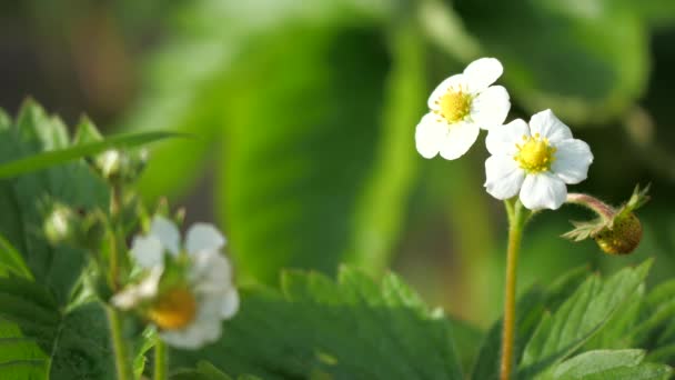 Άνθη Φράουλας Και Πράσινα Φύλλα Όμορφα Λευκά Λουλούδια Ανθισμένα Στον — Αρχείο Βίντεο