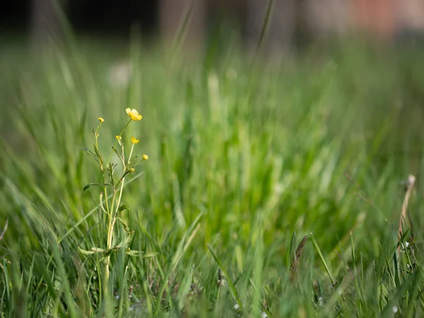 Marais Jaune Buttercup Fleur Sauvage Avec Fond Flou Fond Vert — Photo