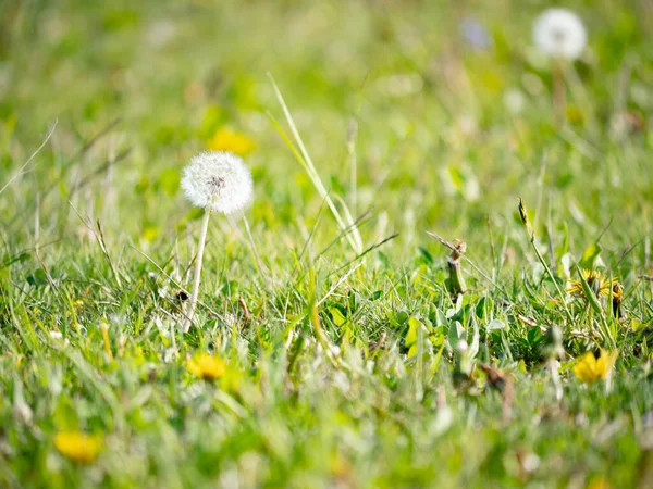 Sphere of dandelion with white head in meadow among green grass swaying on wind. Bloomed dandelion in nature grows from green grass.