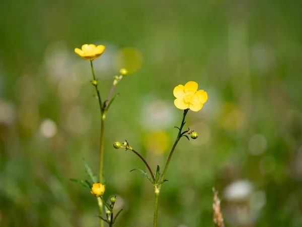 Gyengéd Virágok Sárga Vad Boglárkák Zöld Háttérrel Ranunculus Repens — Stock Fotó