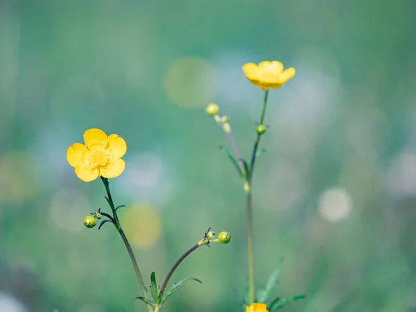 Buttercup Flor Flor Fundo Desfocado Fora Foco Ambiente Natural Ranunculus — Fotografia de Stock