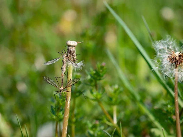 Насекомые Tipula Marsh Crane Fly Tipula Oleracea Спаривающиеся Пары Стебле — стоковое фото