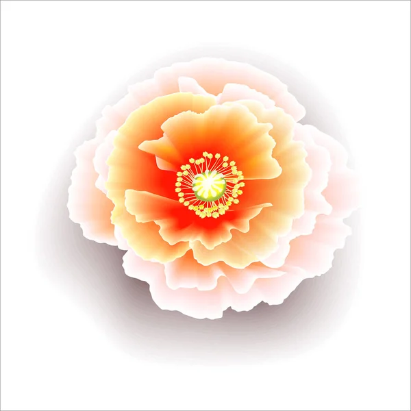 Różowy Mak Kolorowy Żółtym Zielonym Środkiem Jeden Kwiat Białym Tle — Zdjęcie stockowe