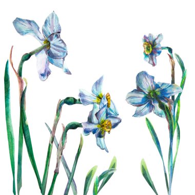 : Nergis çiçekli ve boyalı yumurtalı Paskalya kartı. Yaşamın suluboya çizimi, rengin doğal tonları. Tebrik kartları için.