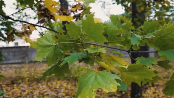 Zelené Žluté Podzimní Listí Větru — Stock video