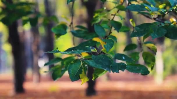Feuilles d'automne vertes et jaunes au vent 