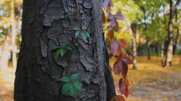 Movimiento Cámara Grúa Árbol Viejo Con Moos Líquenes Árbol — Vídeo de stock