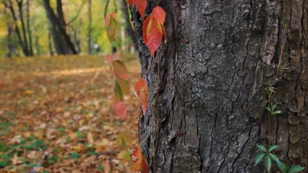 Üzerinde Moruklar Ağaç Zambakları Olan Yaşlı Ağacın Turna Kamera Hareketi — Stok video