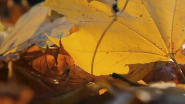 Closeup Dry Yellow Maple Leaf Autumn Theme Macro — Stock Video