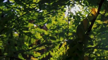 Güneş yaprakların arasından kırılıyor sonbahar rüzgârıyla hışırdıyor. Sonbahar manzarası