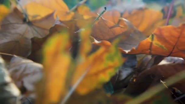 Близько жовтого красивого листя лежить на землі. Осінні кадри — стокове відео