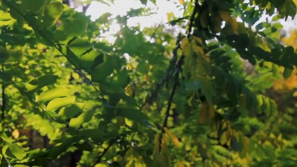 The sun breaks through the leaves rustling with autumn wind. Autumn landscape — Stockvideo