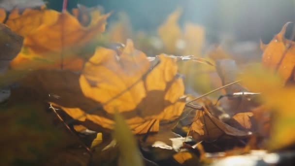 땅에 떨어져 있는 아름다운 노란 나뭇잎을 가까이 서 볼 수있습니다. 가을 영상 — 비디오