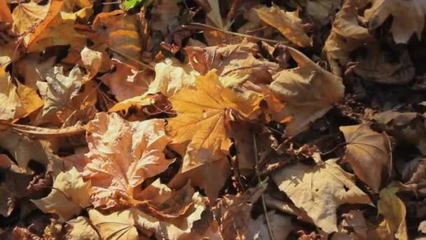 Veiw d'en haut jaune belles feuilles couchées sur le sol. Images d'automne — Video