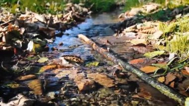 Sonbaharda gün ışığında küçük nehir ve çimlerin manzarası.