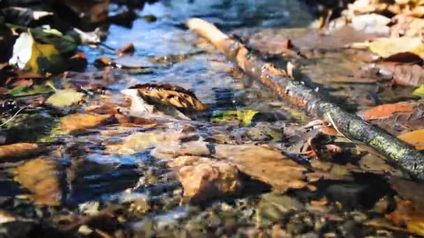 View of small river and grass at autumn under sunlight. — Stock Video