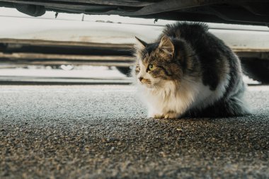Wild cat with green eyes is on the grey background