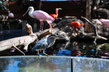 Mavi başlı ve geniş gagalı pembe bir kuş. Gül kaşık gagalı kuş çevresinin tadını çıkarıyor..