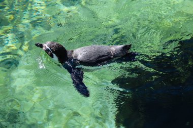 Hayvanat bahçesindeki bir grup penguen. Humboldt Pengueni (Spheniscus humboldti) yüzüyor.