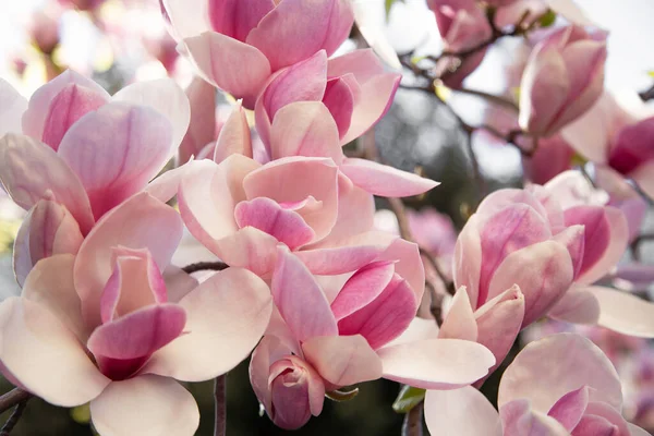 Krásné Kvetoucí Růžové Květy Pozadí — Stock fotografie