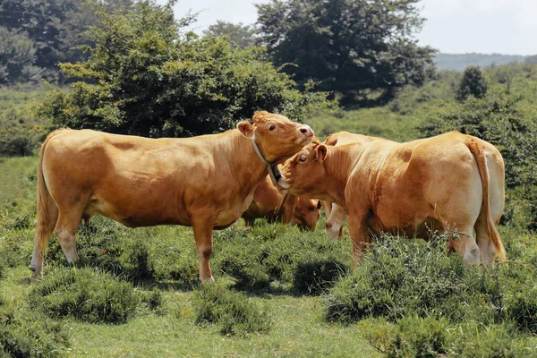 Krajobraz Górski Krowami Spokojna Atmosfera — Zdjęcie stockowe