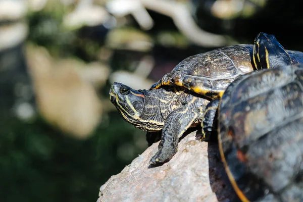 Tartaruga Del Tempio Dalla Testa Gialla Hieremys Annandalei Geoemydidae Terra — Foto Stock