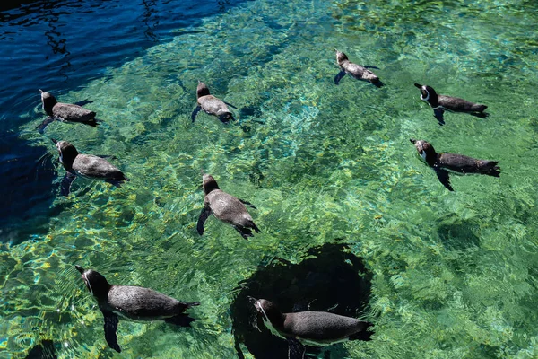 Grupo Pingüinos Zoológico Humboldt Penguin Spheniscus Humboldti Nadando — Foto de Stock
