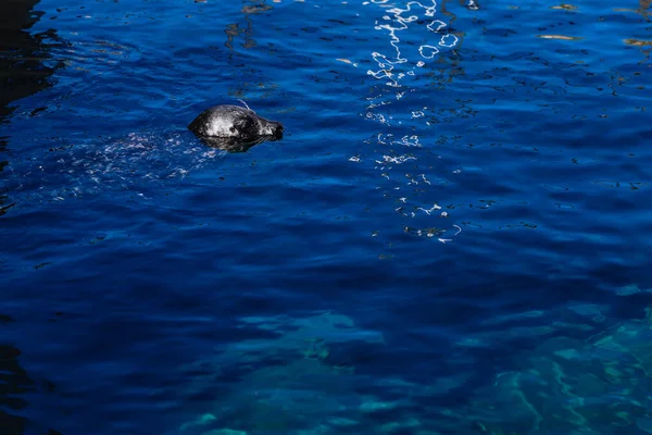 Capuchon Ludique Phoque Fourrure Gros Plan Dans Eau — Photo