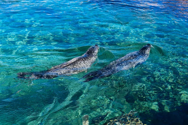 Juguetón Cape Fur Seal Primer Plano Agua — Foto de Stock