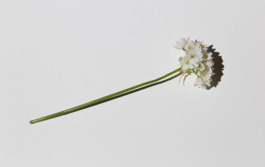 Çiçek açmış küçük beyaz çiçek demetine yaklaş. Bahar Çiçekleri. Beyaz çiçek. Beyaz arka planda küçük beyaz çiçekler