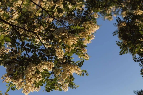 Acacia Strom Modrém Pozadí Strom Proti Obloze Bílý Kvetoucí Akácie — Stock fotografie