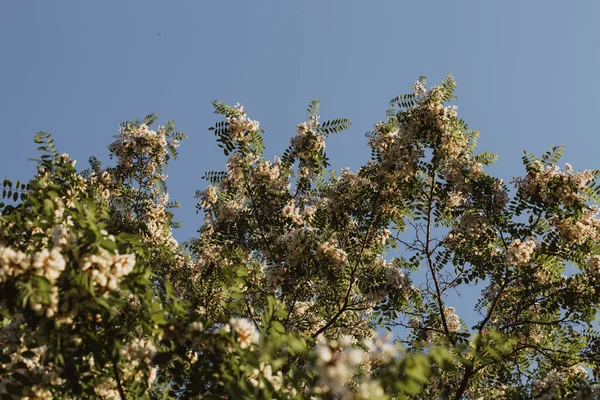 Acacia Strom Modrém Pozadí Strom Proti Obloze Bílý Kvetoucí Akácie — Stock fotografie