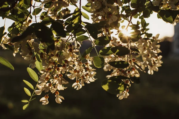 Acacia Strom Tmavém Pozadí Bílý Kvetoucí Akácie Strom Slunečný Den — Stock fotografie