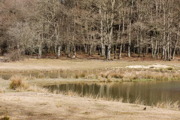 Calm landscape with a lake.  Spring sad landscape.  Calm water and forest