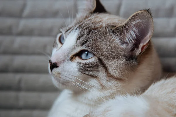 猫正坐在椅子上 一只白猫的肖像 美丽的猫 蓝眼睛 — 图库照片