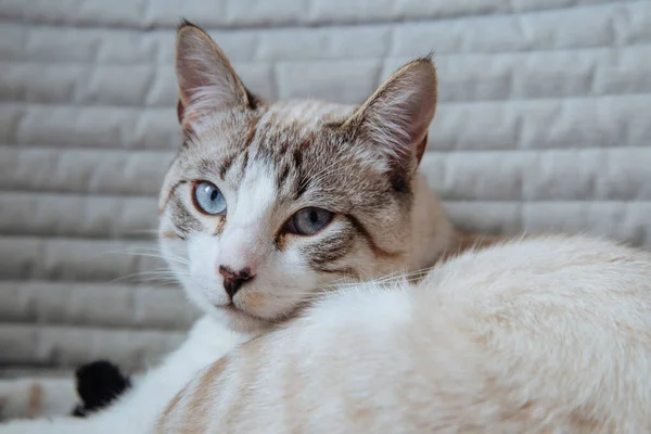 Cat Sitting Chair Portrait White Cat Beautiful Cat Blue Eyes — Stock Photo, Image