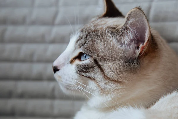 Gatto Seduto Una Sedia Ritratto Gatto Bianco Bellissimo Gatto Con — Foto Stock