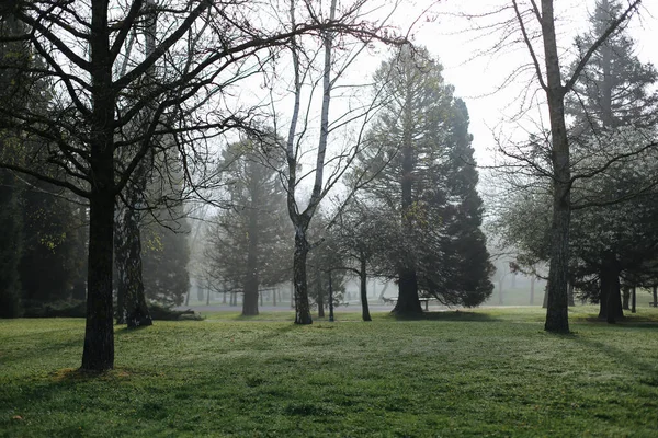 Foggy morning at the park.Morning foggy park.Mystical autumn forest in fog in the morning.Old Tree.Beautiful landscape with trees,green fog.Nature.Enchanted foggy forest with magic atmosphere