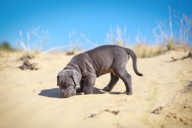 Güzel genç köpek yavrusu İtalyan mastiff cane corso (1 ay) 